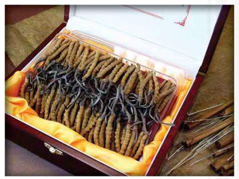 朗县冬虫夏草回收